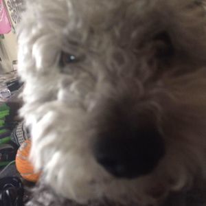 Meet your Posher, Kyle